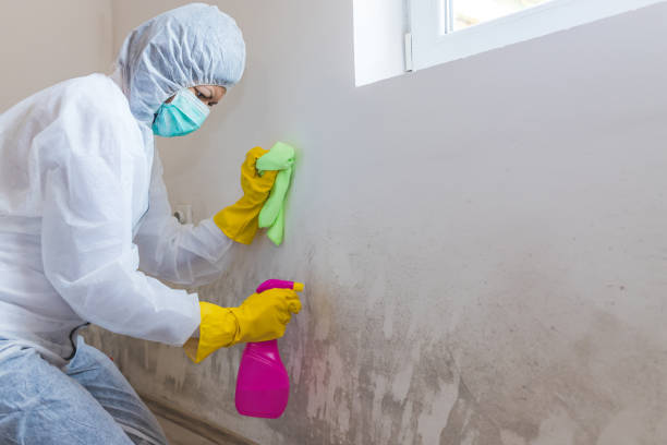 Best Biohazard Mold Removal in USA